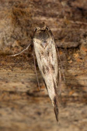 Réf. 264 516 : Scythris limbella
