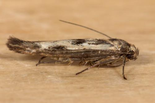 Réf. 264 517 : Scythris limbella