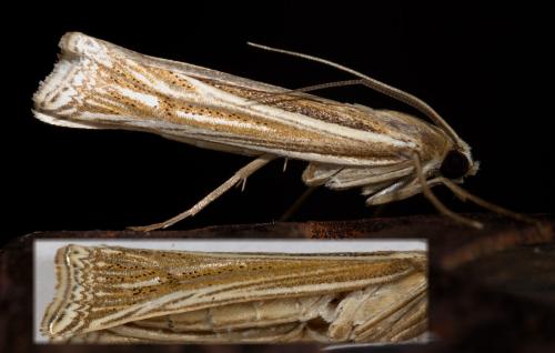 Ancylolomia sp.