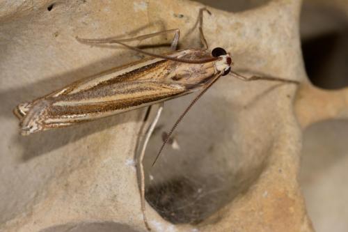 Ancylolomia sp.