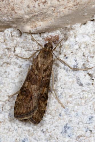 Nomophila noctuella