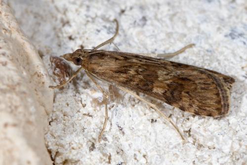 Nomophila noctuella