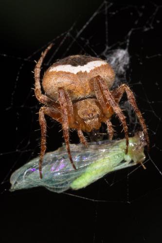 Réf. 264 699 : Neoscona subfusca