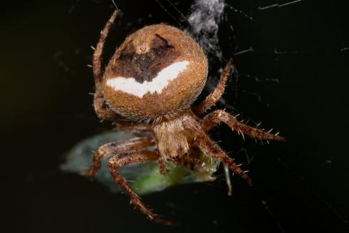Réf. 264 698 : Neoscona subfusca