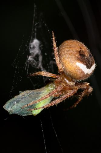 Réf. 264 700 : Neoscona subfusca