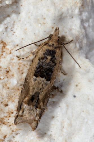Réf. 264 753 : Crocidosema plebejana