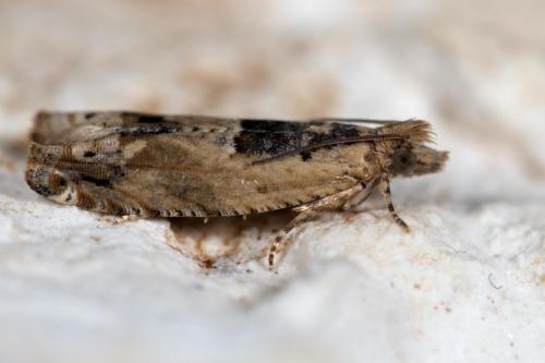 Réf. 264 754 : Crocidosema plebejana