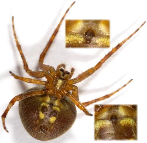 Réf. 264 767 : Neoscona subfusca