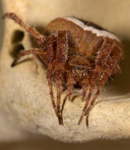 Réf. 264 774 : Neoscona subfusca