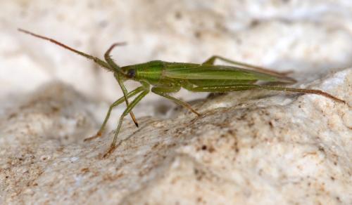 Réf. 264 813 : Stenodema calcarata