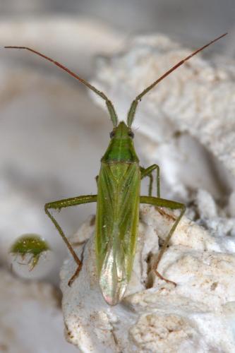 Réf. 264 812 : Stenodema calcarata