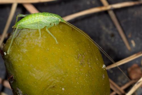 Réf. 264 837 : Cyrtaspis scutata