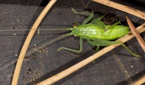 Réf. 264 838 : Cyrtaspis scutata