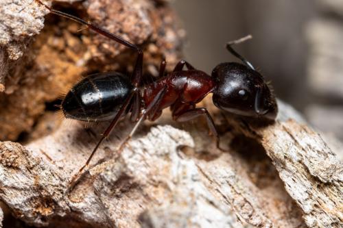 Réf. 264 451 : Camponotus sylvaticus