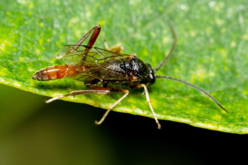 Cryptinae