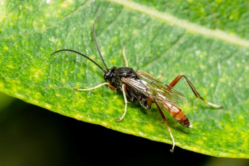 Cryptinae