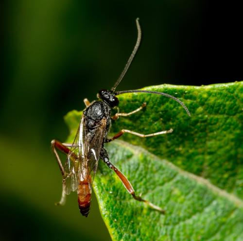 Cryptinae
