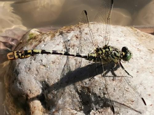 Réf. 264 723 : Onychogomphus forcipatus