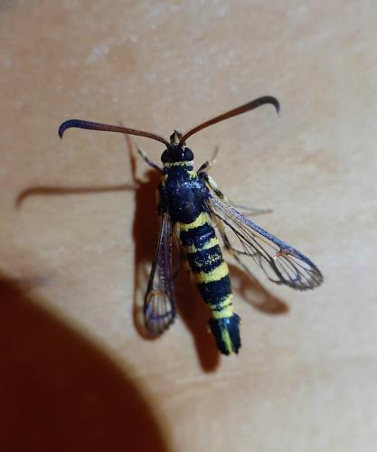 Synanthedon theryi