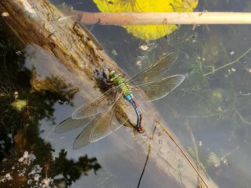 Anax imperator