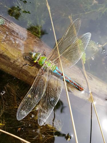 Anax imperator