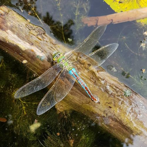 Réf. 264 134 : Anax imperator