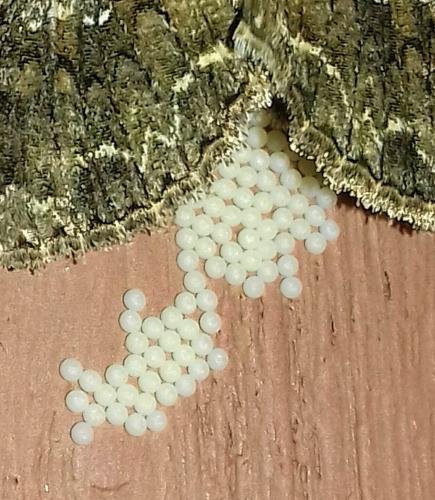 Mamestra brassicae