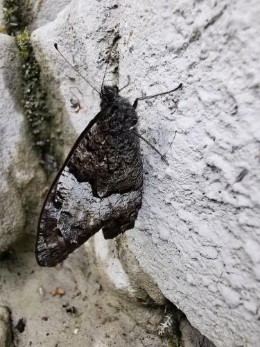 Réf. 264 724 : Hipparchia sp.