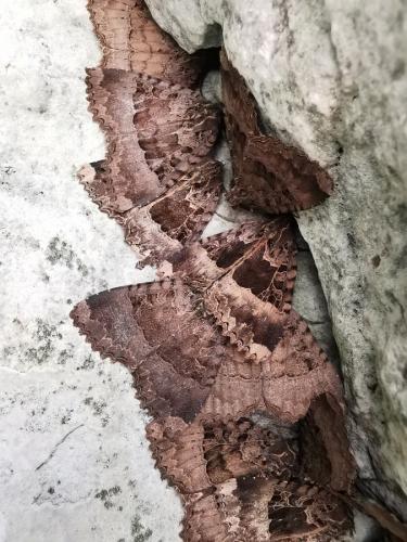 Réf. 264 736 : Mormo maura