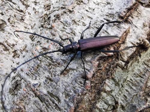 Réf. 264 686 : Aromia moschata