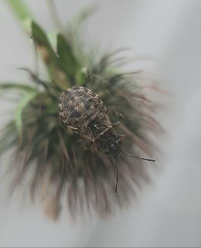 Réf. 264 488 : Nithecus jacobaeae