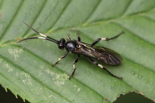 Eupalamus sp.