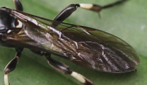 Eupalamus sp.