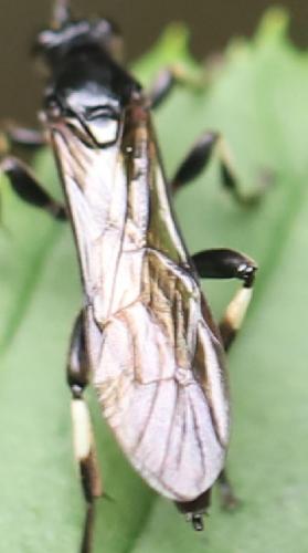 Eupalamus sp.