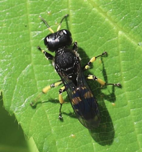 Réf. 264 703 : Ectemnius nigritarsus