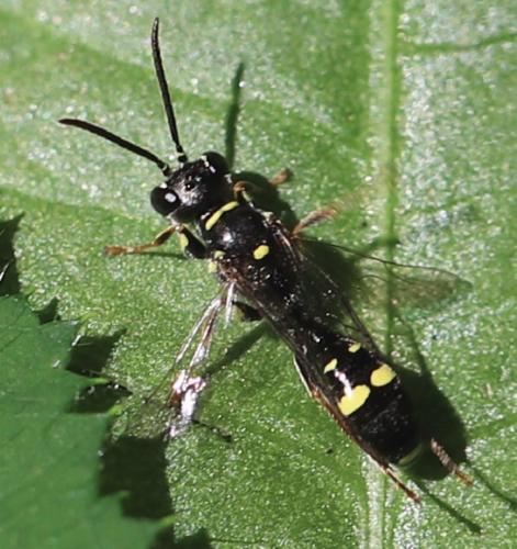 Mellinus arvensis