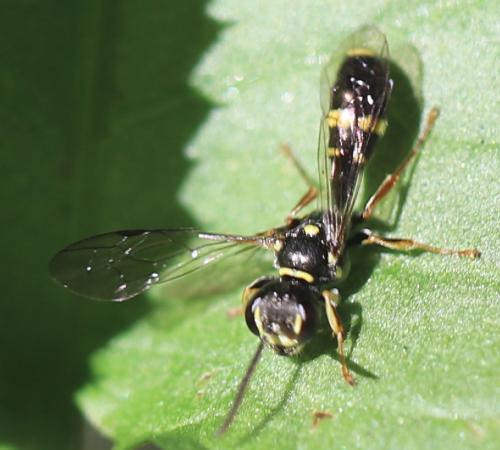 Réf. 264 695 : Mellinus arvensis