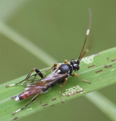 Crytea sanguinator