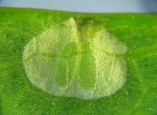 Abia nitens