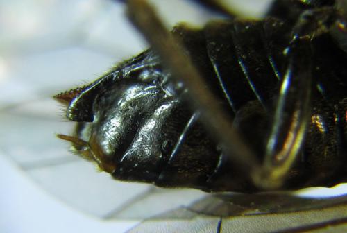 Hemichroa australis