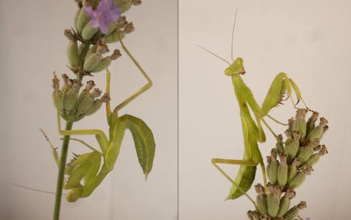 Réf. 264 348 : Hierodula patellifera