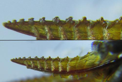 Réf. 264 249 : Hemichroa australis