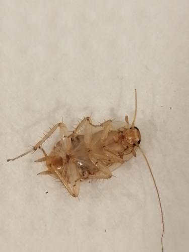 Planuncus vinzi