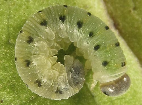 Abia nitens