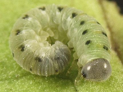 Abia nitens