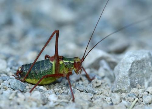 Barbitistes serricauda
