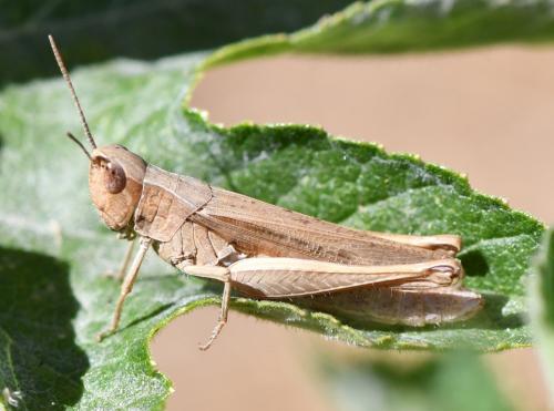 Réf. 264 795 : Chorthippus dorsatus dorsatus