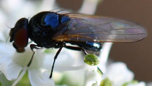 Silba fumosa