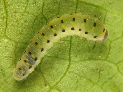 Abia nitens