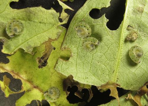 Abia nitens